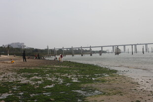 湛江江边桥梁与岸边景致