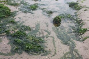 湛江海滩上的绿色海藻景观