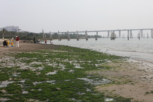 湛江海滨栈桥旁的滩涂景象