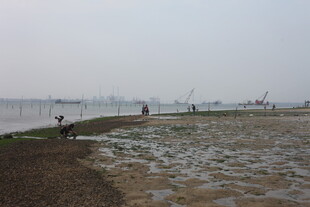 湛江海边滩涂有人垂钓景象