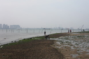 湛江雾中江边景致