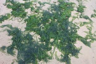 湛江地面上的绿色植物