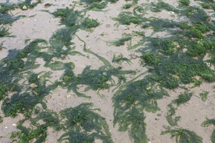 湛江沙滩上的绿色海藻景观