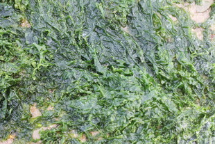 湛江翠绿繁茂的植物枝叶