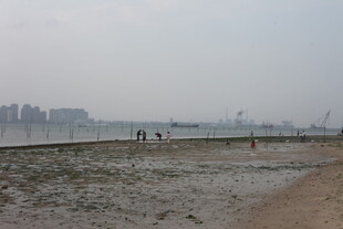 湛江海滨滩涂景象
