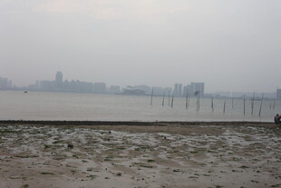 湛江海边滩涂与远处城市景观