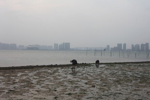 湛江江边沙滩上的悠闲景象