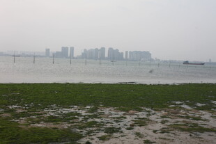 湛江海滨城市远景与岸边湿地