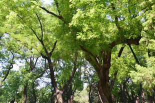 公园风景  