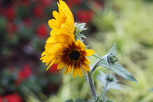 绽放的黄色向日葵