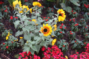 多彩花卉绽放的美丽景致