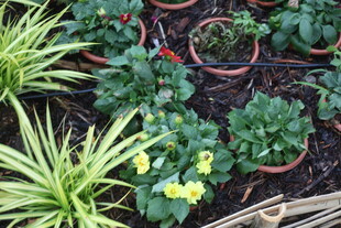 多彩盆栽植物景观