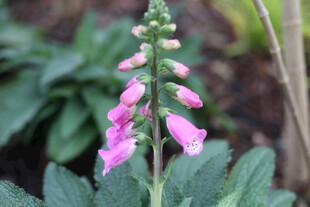 粉色毛地黄特写