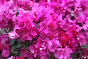 艳丽三角梅绽放