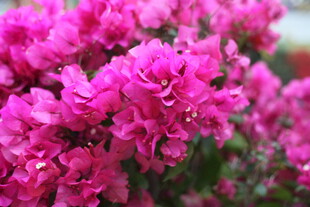 艳丽三角梅绽放