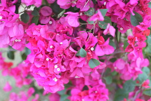 艳丽三角梅绽放