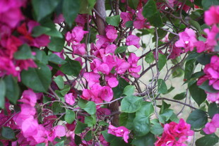 娇艳三角梅绽放