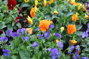 多彩三色堇绽放美丽