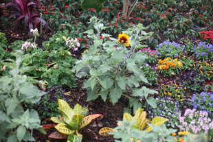 多彩花园植物景观