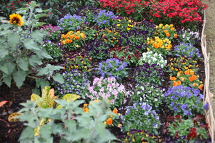 多彩花卉组成的绚丽花田