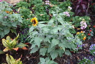 多彩花园中的繁茂绿植