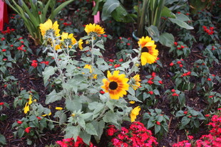 多彩花卉绽放生机