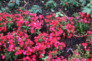 艳丽绽放的红色花卉景观