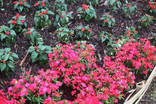 艳丽三角梅绽放于花田