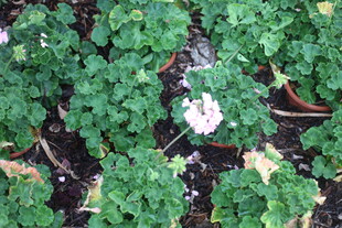 盆栽花卉 绿意盎然