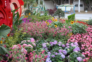 多彩花卉装点美丽花园