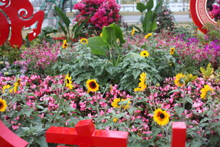 繁花似锦的节日花卉景观