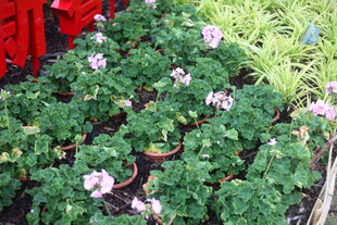 粉色小花与绿叶植物景观