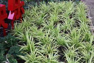 整齐排列的嫩绿植物