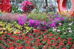 缤纷花卉景观 色彩绚丽