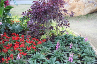 多彩花卉装点美丽花园