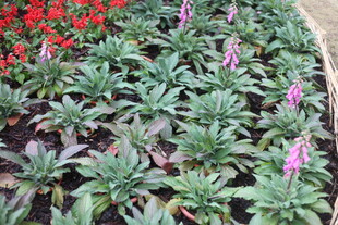 绿叶丛中绽放的紫色花卉