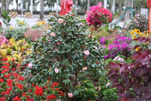 多彩花卉绽放迷人景致