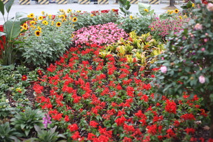 多彩花卉装点美丽花园