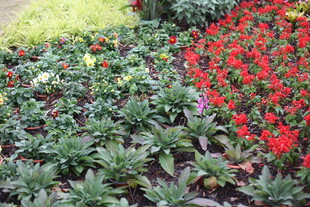 多彩花卉装点美丽景致