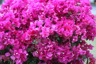 艳丽三角梅绽放