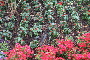 多彩花卉植物景观