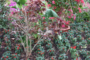 枯萎植物与繁茂花卉对比