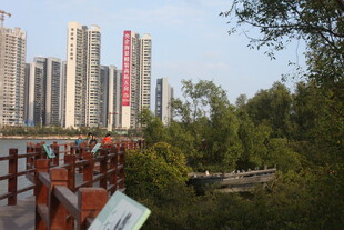 城市河畔高楼与绿植景观