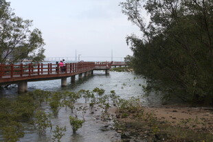 河畔木桥风景