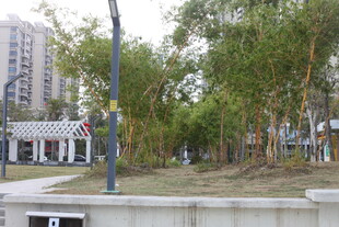 城市街边绿树景观