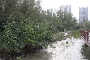 城市河畔绿植与桥景