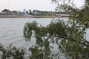 河畔绿树与远处景象