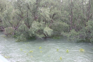 河边繁茂绿树与水中黄花