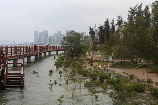 湖畔木桥边的自然景致