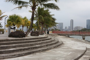 海滨阶梯旁的棕榈树景观